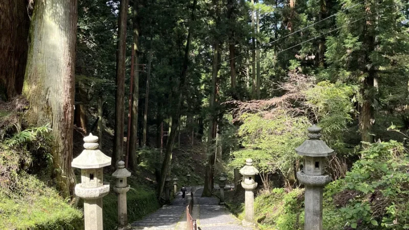 temple stairs among trees